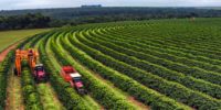 PIB do agronegócio de Minas Gerais alcançou R$ 205 bi em 2022
